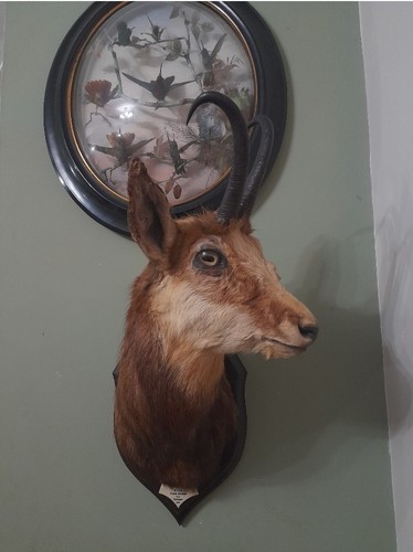 Antique rowland ward taxidermy - rowland,