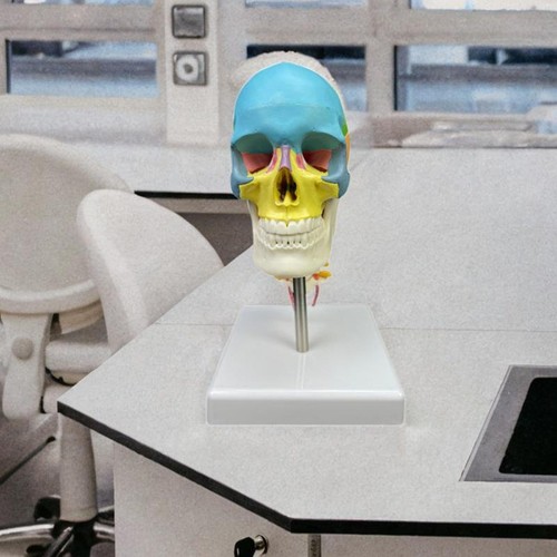Human skull model - human, painted