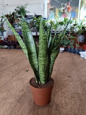 Sansevieria Zeylanica - Snake Plant | Indoor Plant 50 cm Height | 14 cm pot