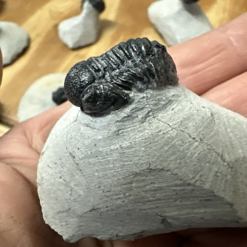 Proetus gerastos trilobite - gerastos,