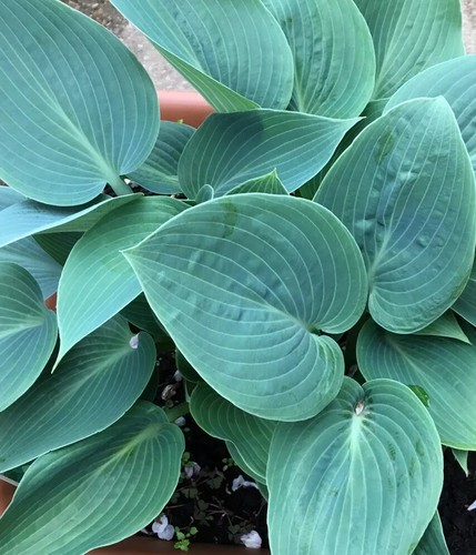 Hosta halcyon super - -,