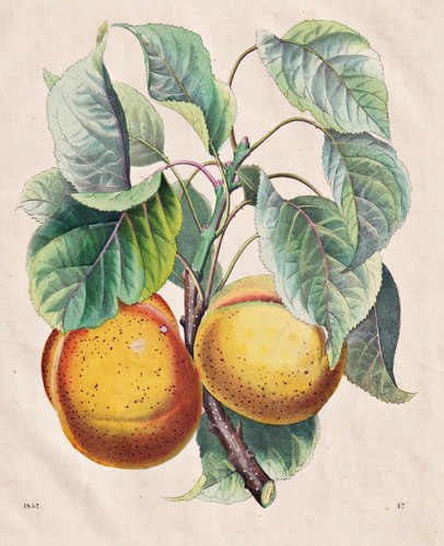 Apricot tree apricots - tree,
