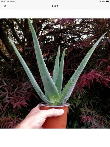Aloe vera succulent - aloe,