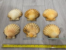 Scallop Shells X 6