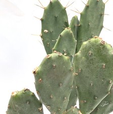 1 x Pad unrooted cuttings