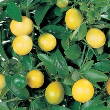 Lemon tree fruit bush - tree,
