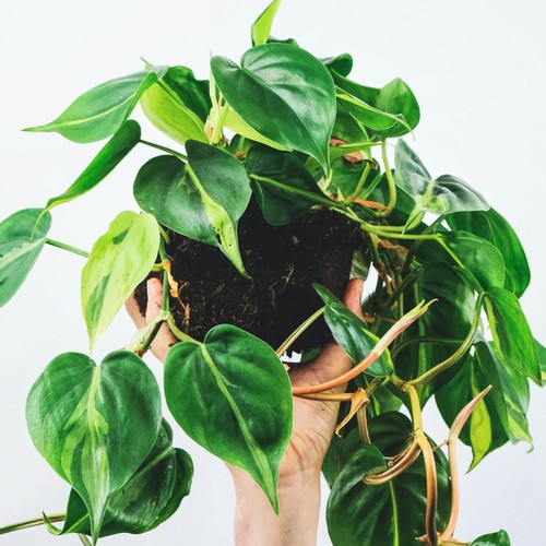 Philodendron scandens - ,