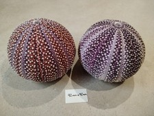 2  Large Scottish Sea Urchins