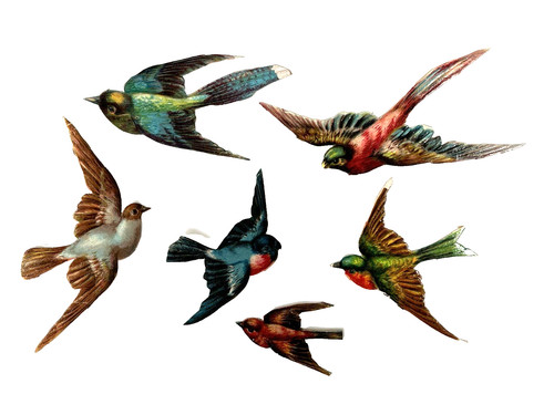 Victorian scraps birds - victorian,