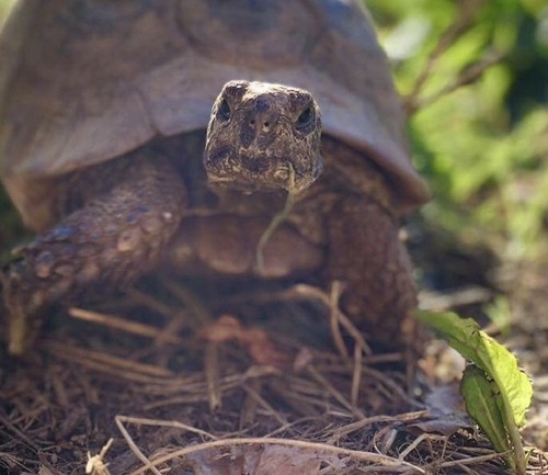 Tortoise food - tortoise,