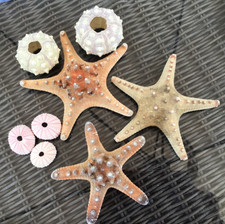 3 Knobbly Starfish, 2 Sputnik