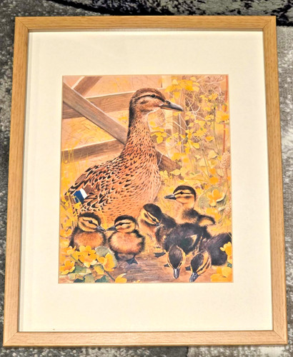 Framed mallard duck and - duck,