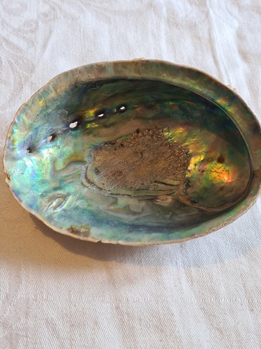 Small abalone shell - 10, x