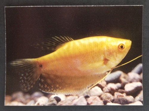 Gold gourami 1990 tropical - 1990's,