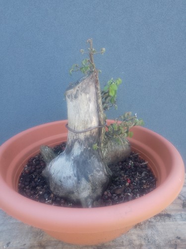 English elm bonsai tree - english,