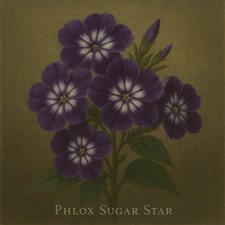 "Phlox Sugar Star Seeds
