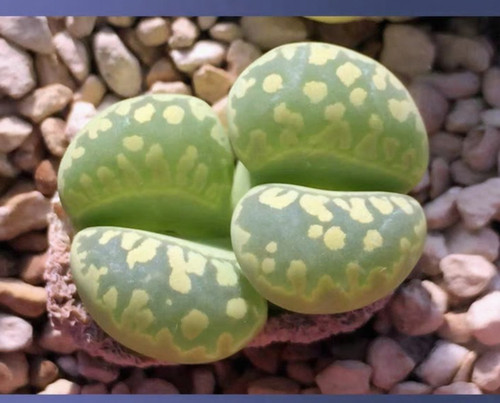 10x lithops otzeniana seeds - 10x, seeds-