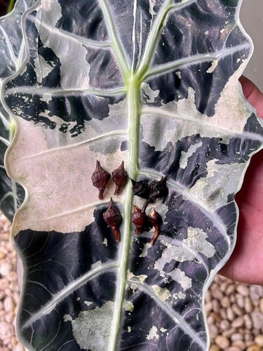 Alocasia sanseriana pink - pink,