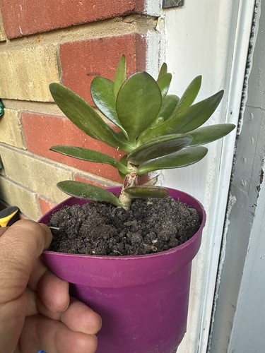 Beautiful jade plant pot - beautiful, in