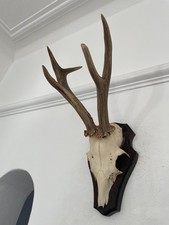Pointy Antlers of a Roe Deer B22 Real Taxidermy mounted interior design horns
