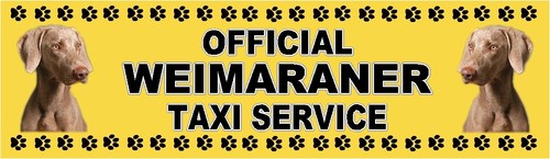 Weimaraner official taxi - weimaraner,