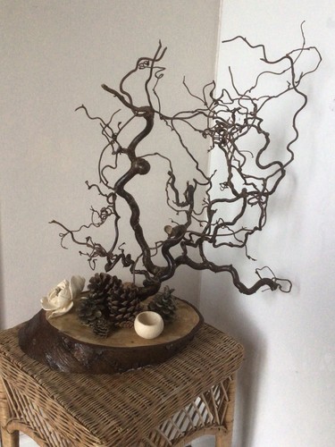 Natural twisted hazel - twisted,