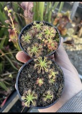 Pygmy Drosera, Mixed