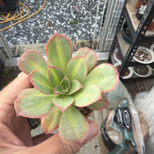 Aeonium macaroon width - aeonium,