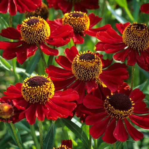 Organic helenium red ruby - organic,