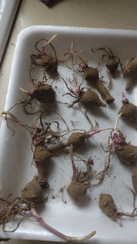 1free very small - ,