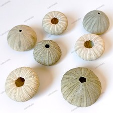2 pcs Natural Green Sea Urchin Shells Beach Coastal Home Decor Crafts Wedding