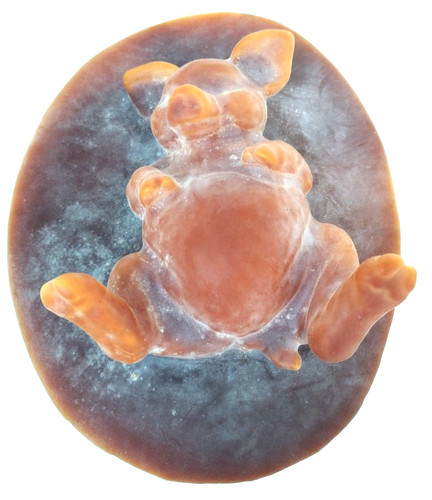 Latex piggy ornament - piggy, mould