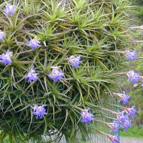 Tillandsia bergeri rare - bergeri,
