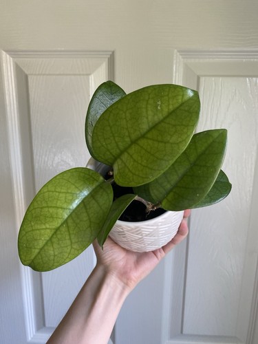 Hoya fungii rooted plant two - hoya, plant,