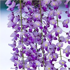Wisteria Royal Purple, Black
