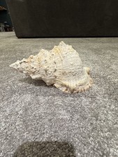 Large Queen Conch Shell –