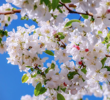 Malus Sylvestris Crab Apple