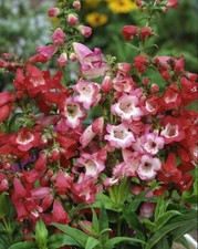 6 Penstemon Crown Mixed Hardy