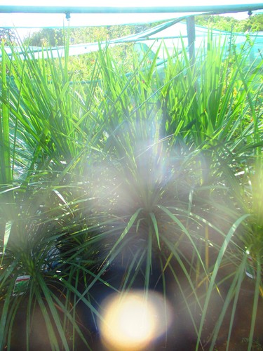 5ft torbay palm - (inc.,