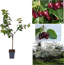 Cherry Tree - Prunus avium