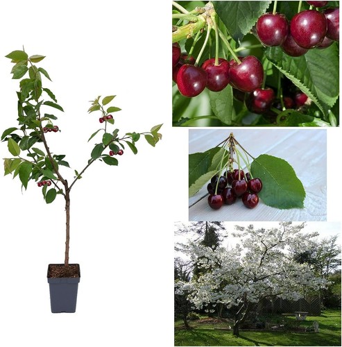 Cherry tree prunus avium - -,