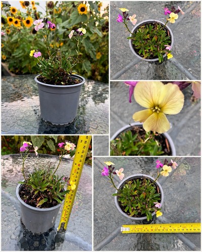 Colourful wallflower - colourful,
