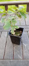 English oak starter bonsai