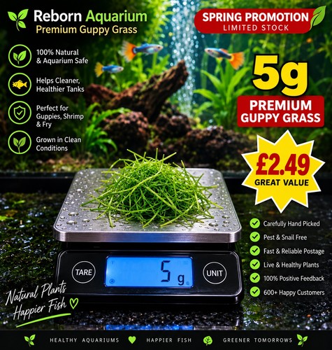 5g premium guppy - 🌱,