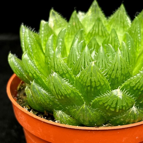 Haworthia cymbiformis