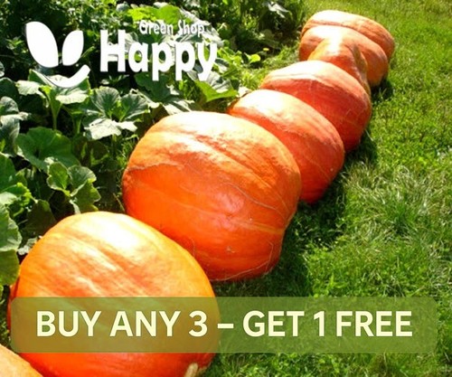 Vegetable pumpkin golias - -, 10