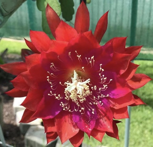 Epiphyllum cactus - epiphyllum, “