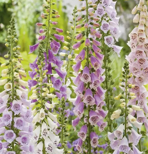 Foxglove excelsior mixed - foxglove,
