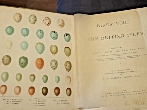 1907 birds eggs the - birds,