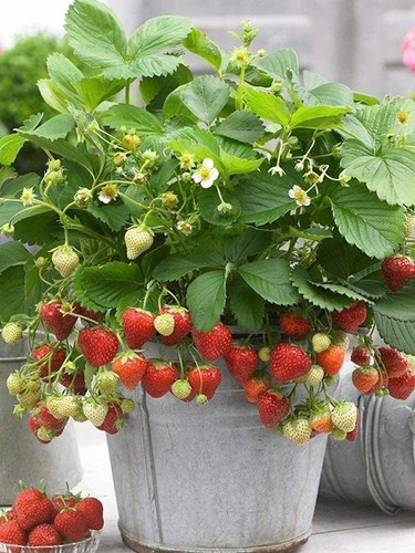 200 wild strawberry - wild,